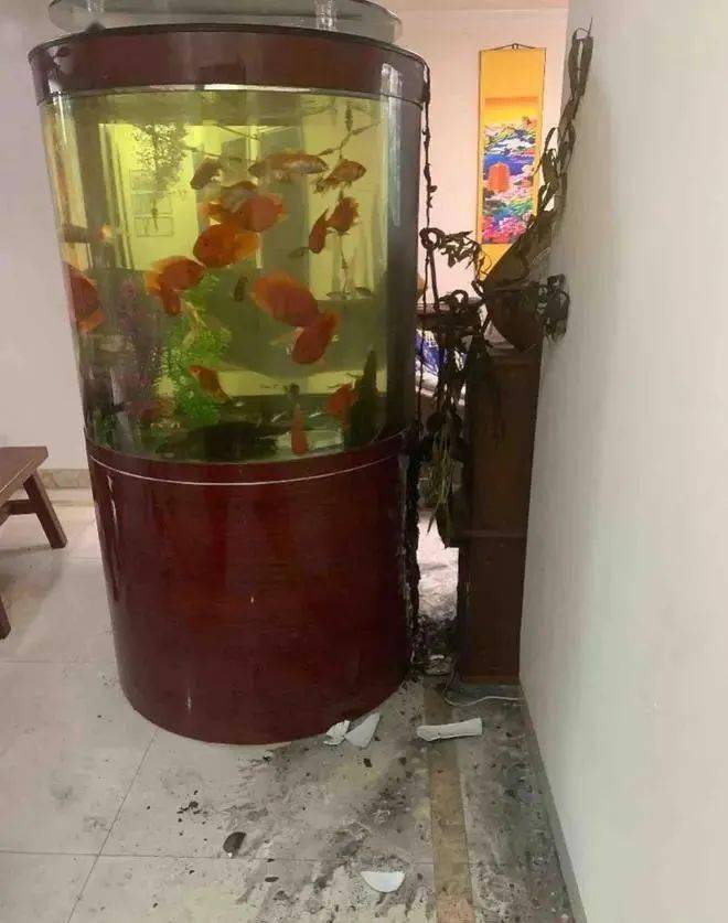 魚缸自燃3條金龍魚全死疑是新買氧氣泵爆炸商家回應