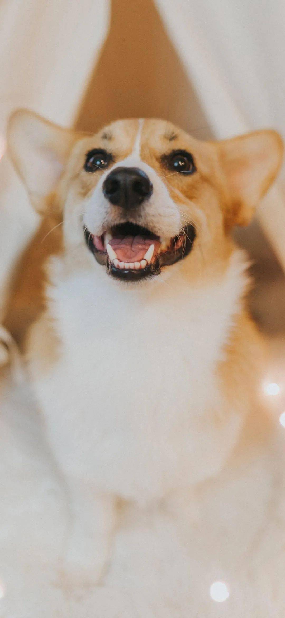 抖音壁纸潮图猛虎下山壁纸原图