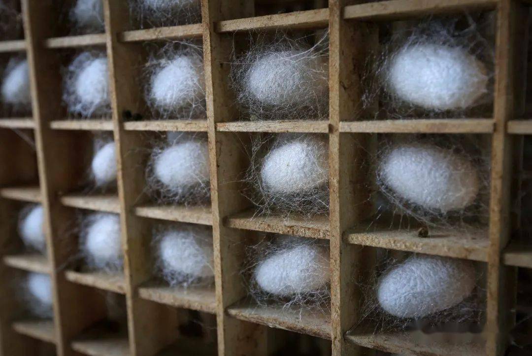 央视记者又来柳城啦~_手机搜狐网