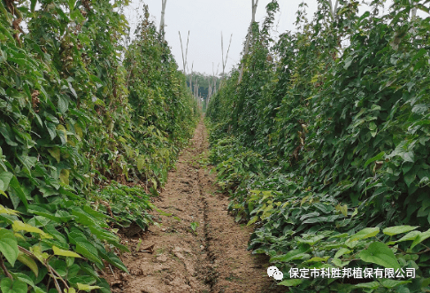 与农快讯麻山药茎基腐防治观摩会在清苑黄信庄召开