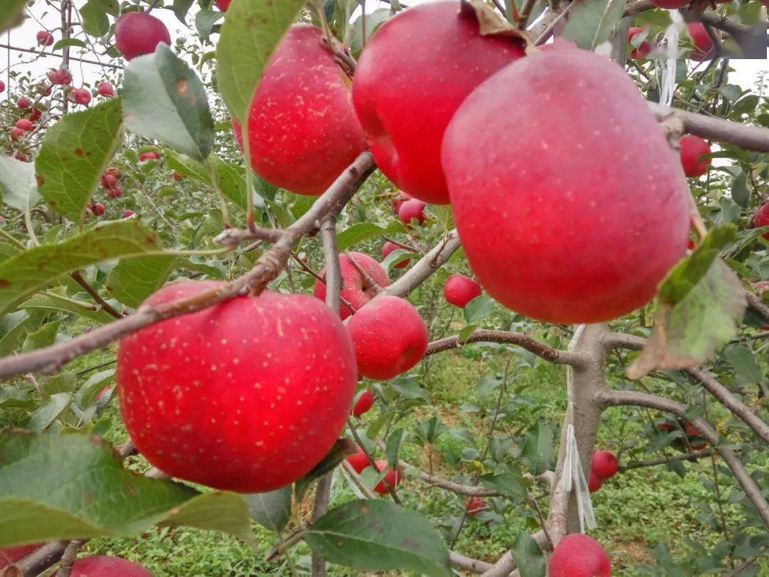 昭通苹果晒出高原红才叫昭阳红