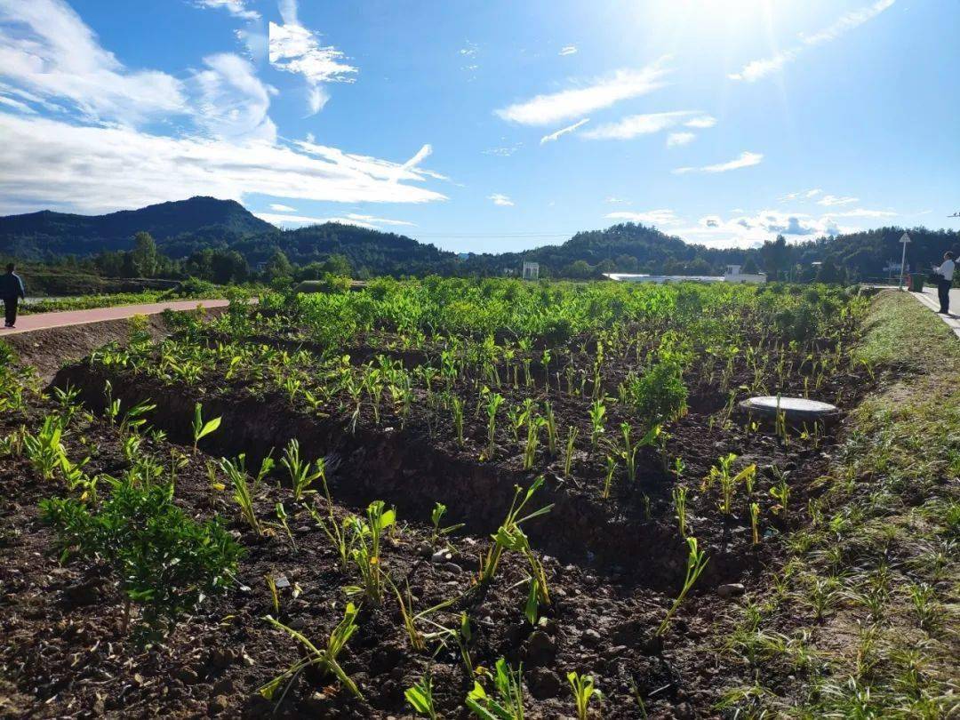 道地中药材,脱贫路子宽!巴中加快推进中医药产业发展_种植