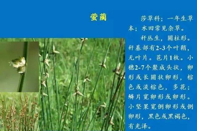 水稻田常见杂草图谱图片