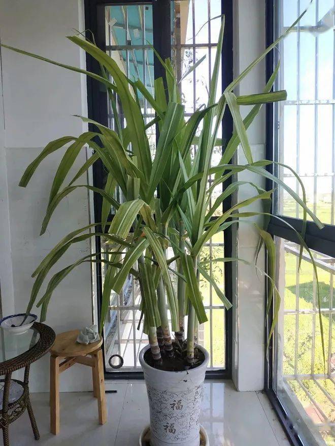 高手在民间博白90后小伙把甘蔗种成盆景揽下广州客商大订单