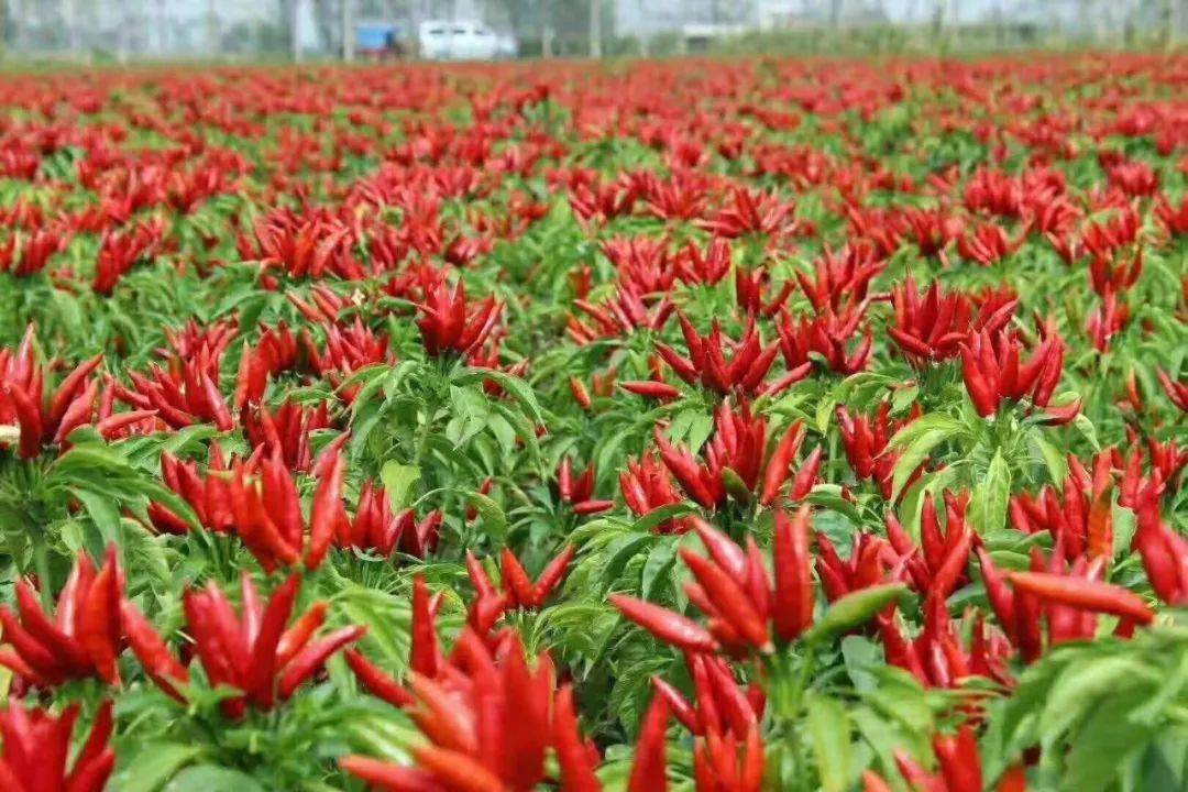 火啦柘城最新主题曲发布柘城的辣椒红了