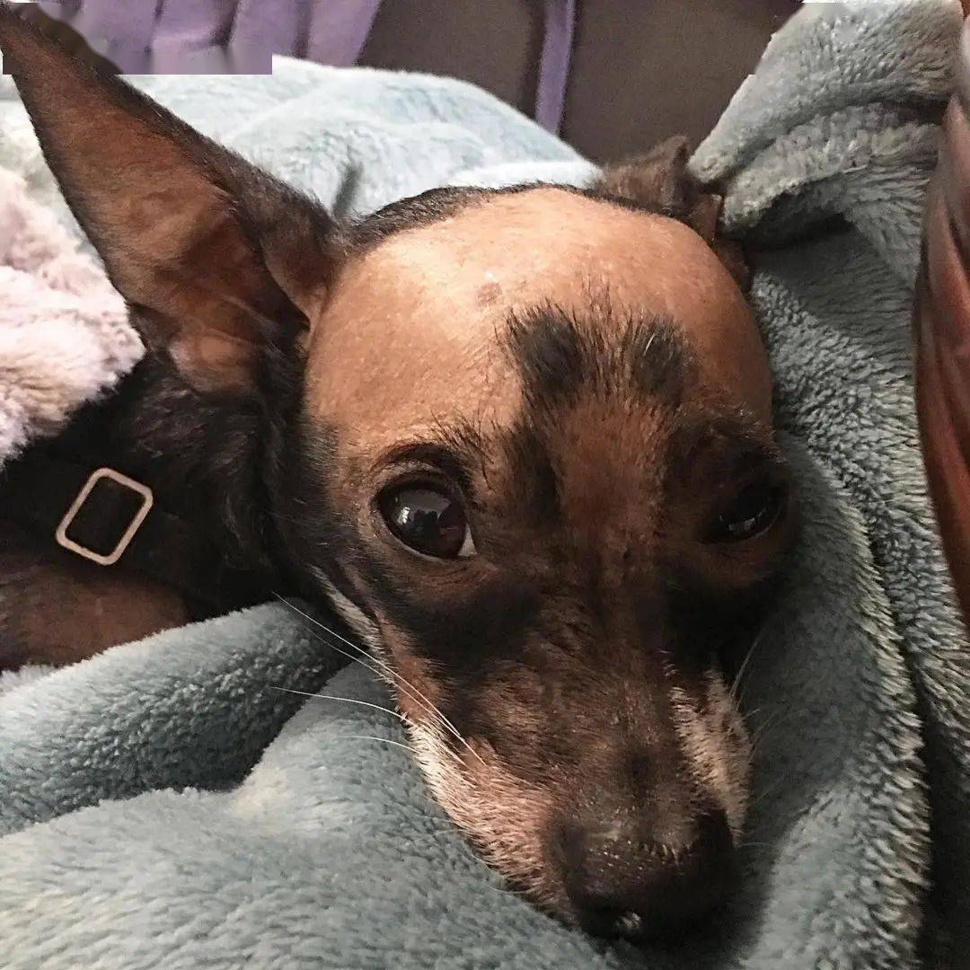 狗狗因为秃头受尽嘲笑还被主人抛弃遇到同病相怜好友实现大逆转