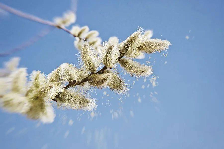 风媒花数量比较多,花粉小而多,更容易引起过敏.