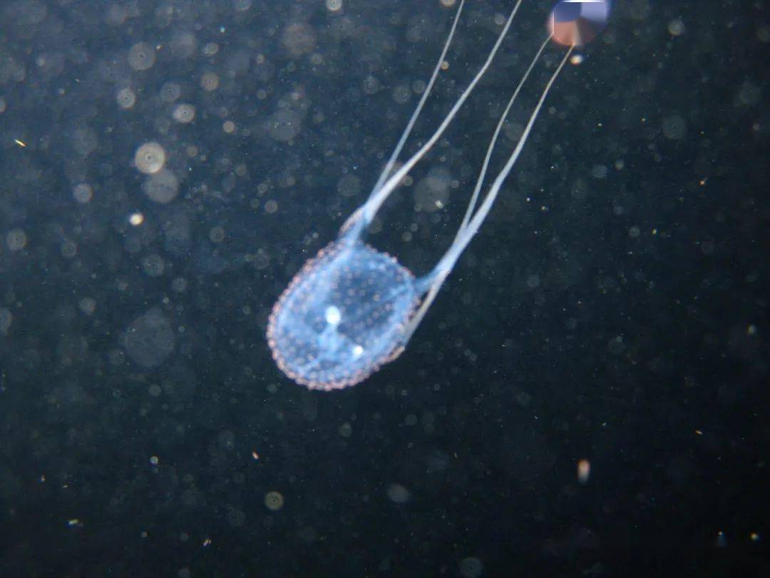 海洋科普1219世界上体型最小毒性最强的水母