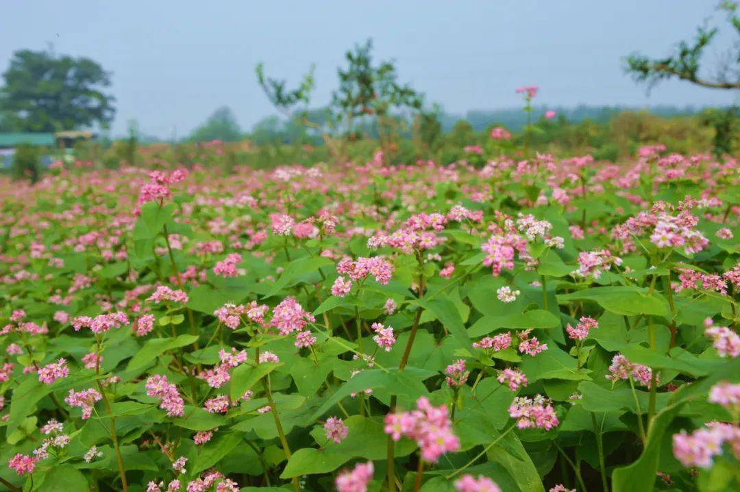 国庆节这里有一片荞麦花海