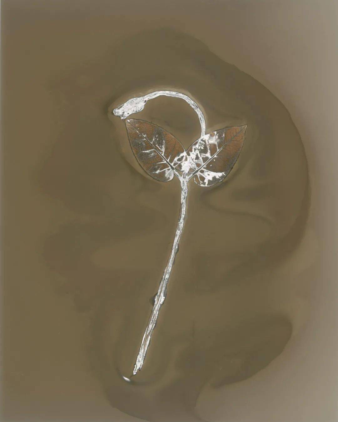 明胶银盐相纸,无相机摄影-物影印像 作品尺寸:8 x 10英寸(单幅)