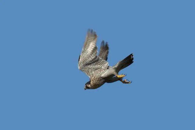 俯冲的游隼阿拉伯联合酋长国的标志第一名军舰鸟军舰鸟是世界上飞行最