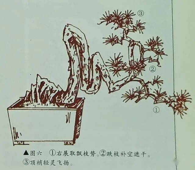 倒挂抬头式悬崖盆景的造型