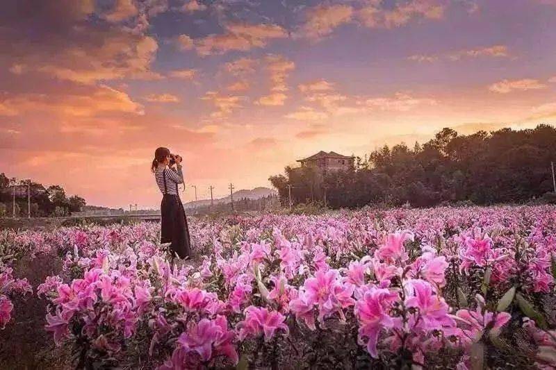 火爆潮州这个地方惊现百万花海美到窒息附出行攻略