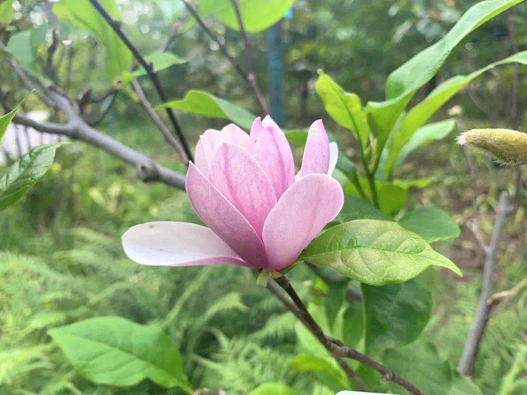 玉兰,含笑反季盛开迎国庆_木兰