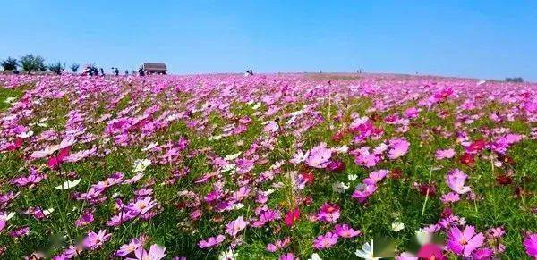 火爆潮州这个地方惊现百万花海美到窒息附出行攻略