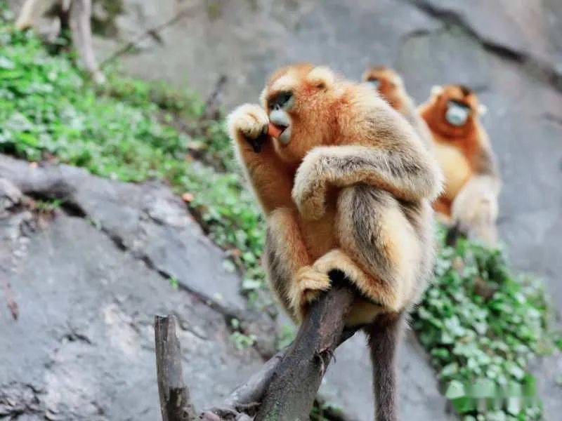 陇上生态瑰宝裕河白沙沟金丝猴的乐园