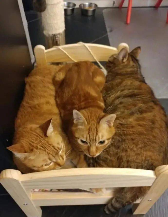 网友养了三只橘猫,它们却喜欢待在一个床铺上,太刺激啦!