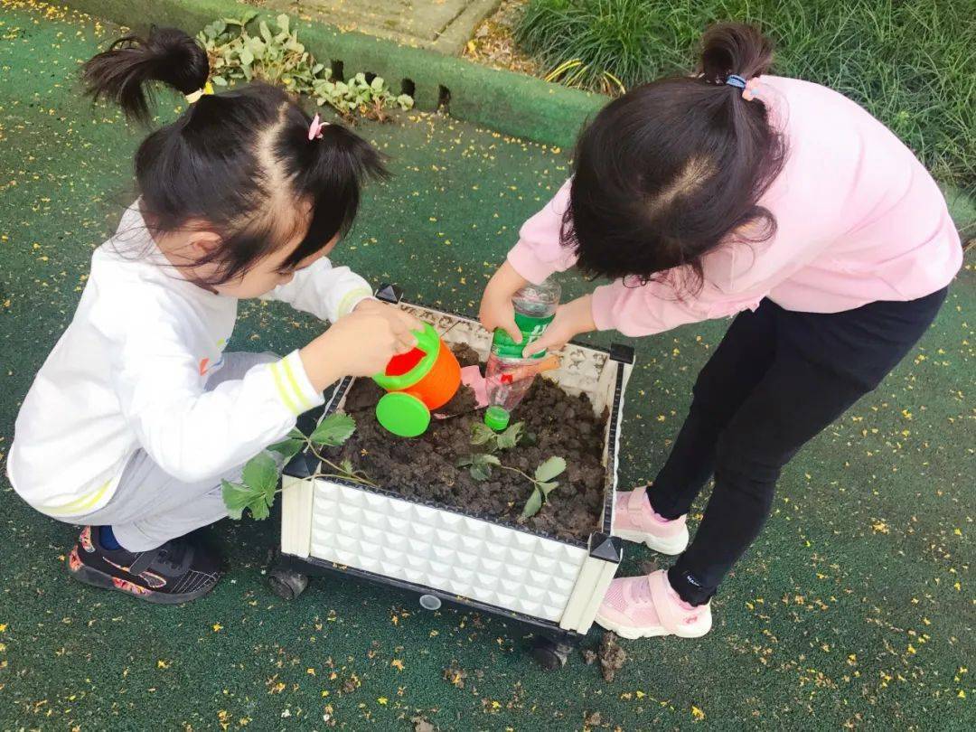 教育教学萌娃秋种育莓好赵屯幼儿园开展园本特色实践草莓育活动