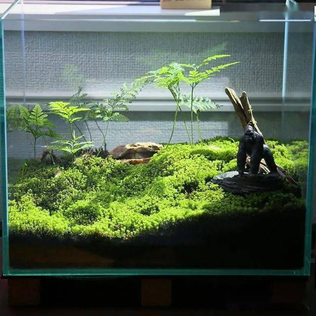 全球顶尖苔藓缸造景作品