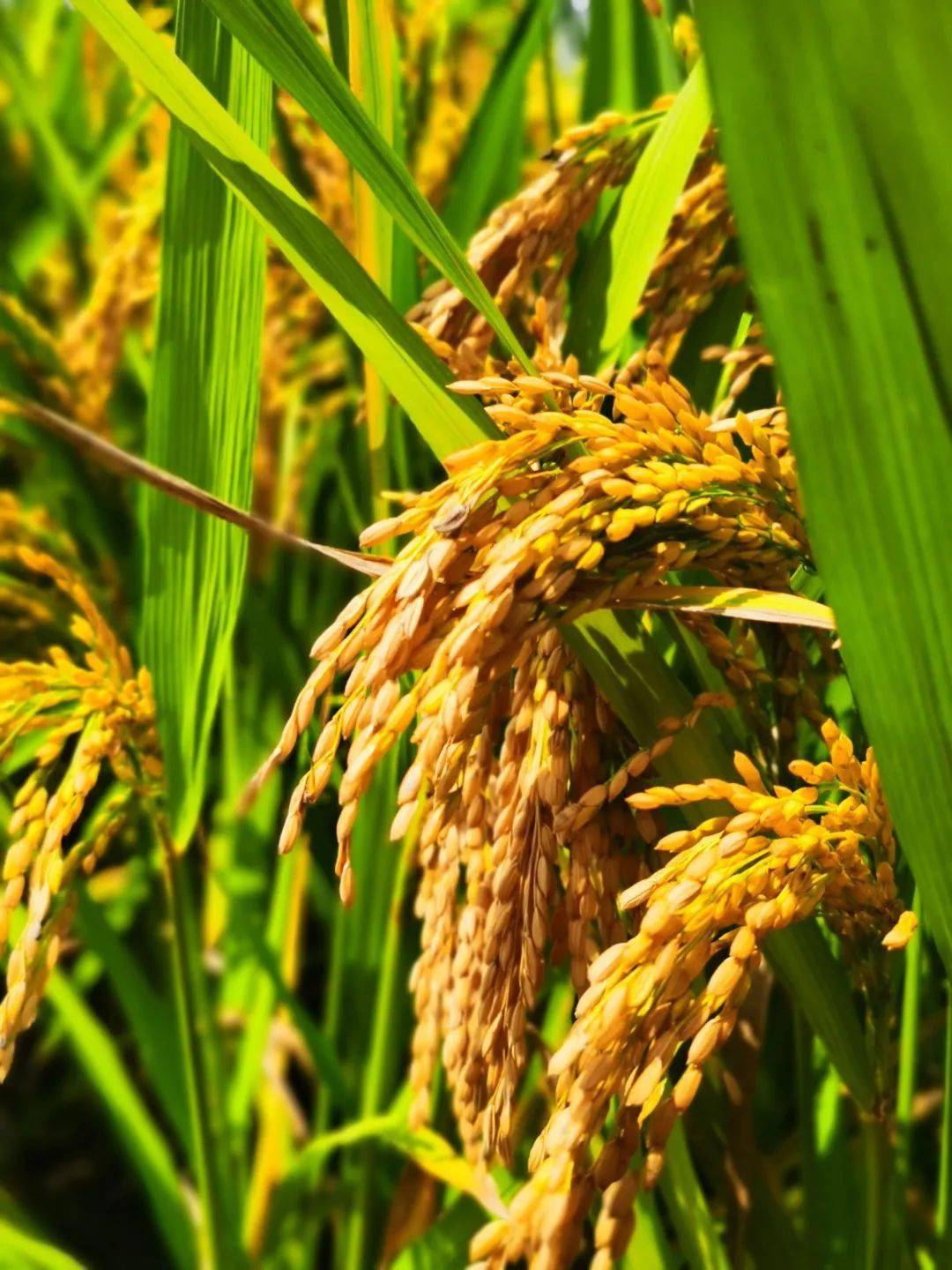 稻61丰收稻浙来看禾论英雄