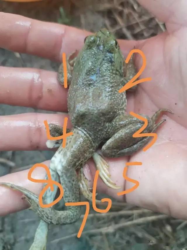 广西青蛙种类图片
