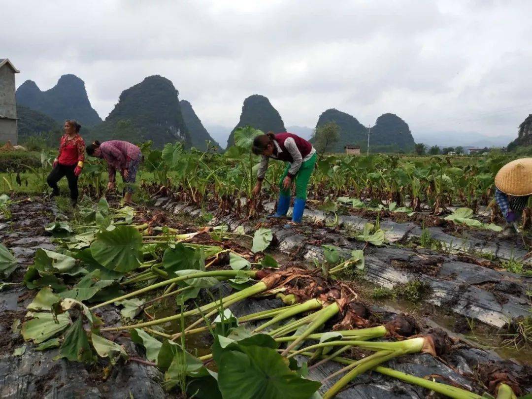 香如牛奶糯如紫米贡品级的荔浦芋被誉为芋头中的劳斯莱斯