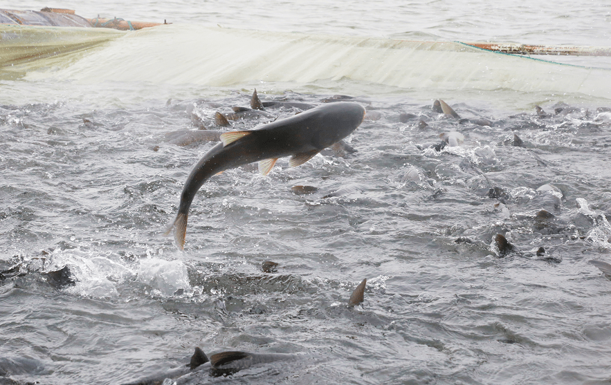 一八八团十余吨新鲜鱼游至北上广餐桌