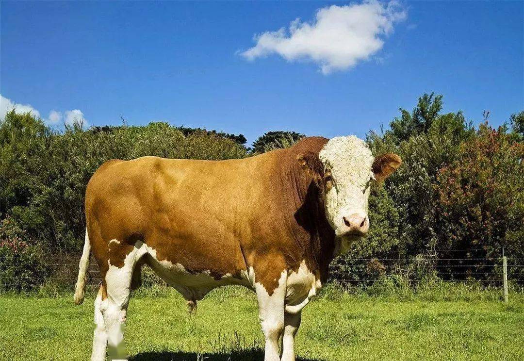 纯种西门塔尔牛的特征图片