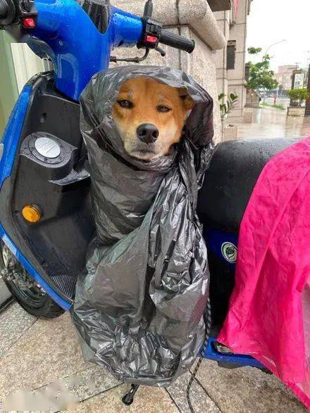 突然下大雨没带雨衣,狗子被主人用塑料袋包住,它的表情好精彩!