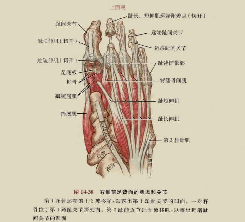 足背静脉弓解剖图图片