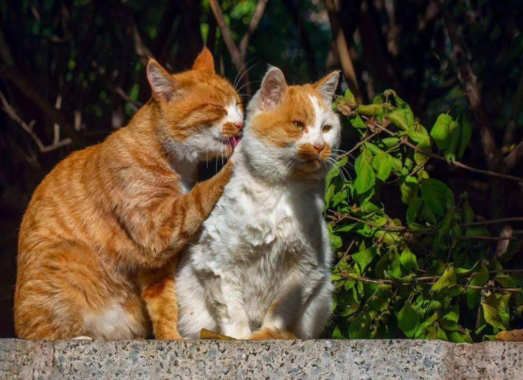 学习强国上的西岗走向我们的小康生活征集作品摄影院子里的幸福猫