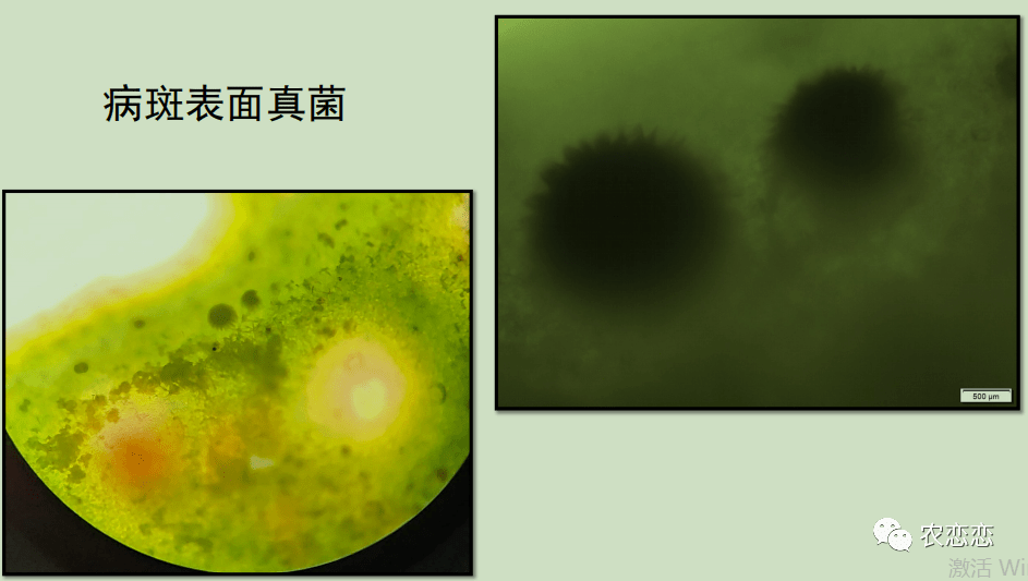 柑橘各类病果表面菌株化验报告_手机搜狐网