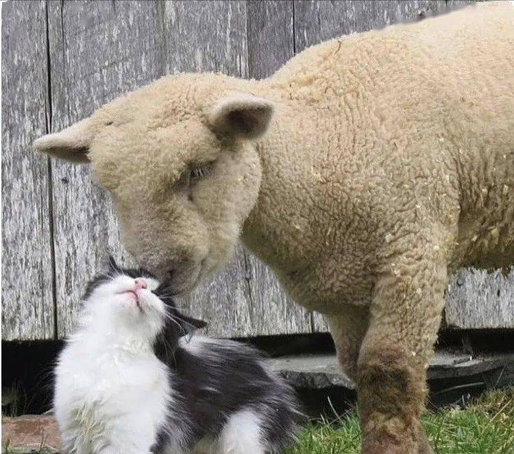 猫和羊的组合,也太有爱了吧!