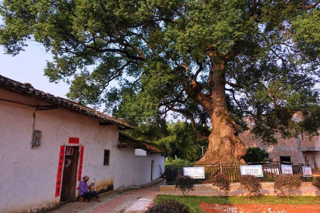 《福荫世人》王文明《始兴县太平镇水南村樟树王》丘文《香樟人家》丘