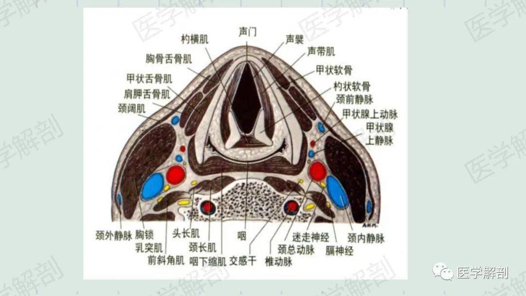 男性喉结解剖图图片
