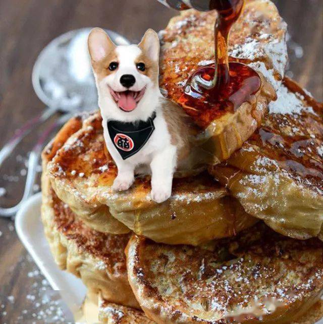 午饭时间谁这么丧心病狂把狗子p美食上