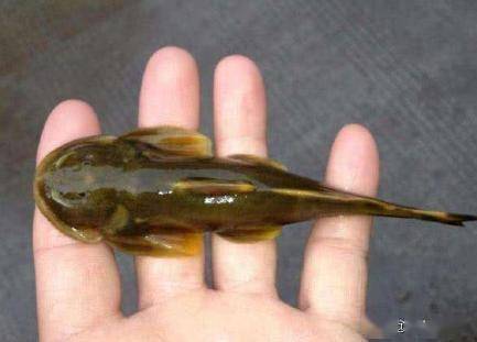 酷似黄鸭叫的石爬鮡最大难超1斤1斤卖千元迄今无法人工养殖