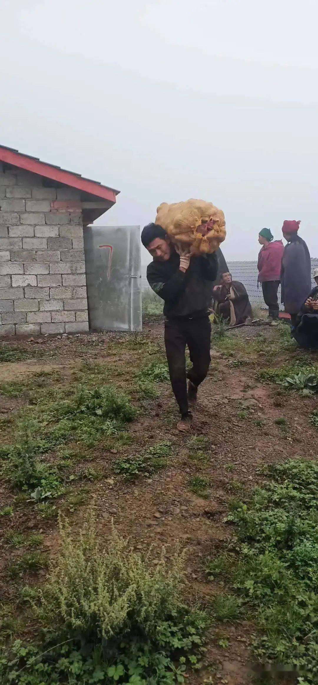今年9月初,大凉山彝区老百姓的土豆迎来了大丰收,却因为运输问题而