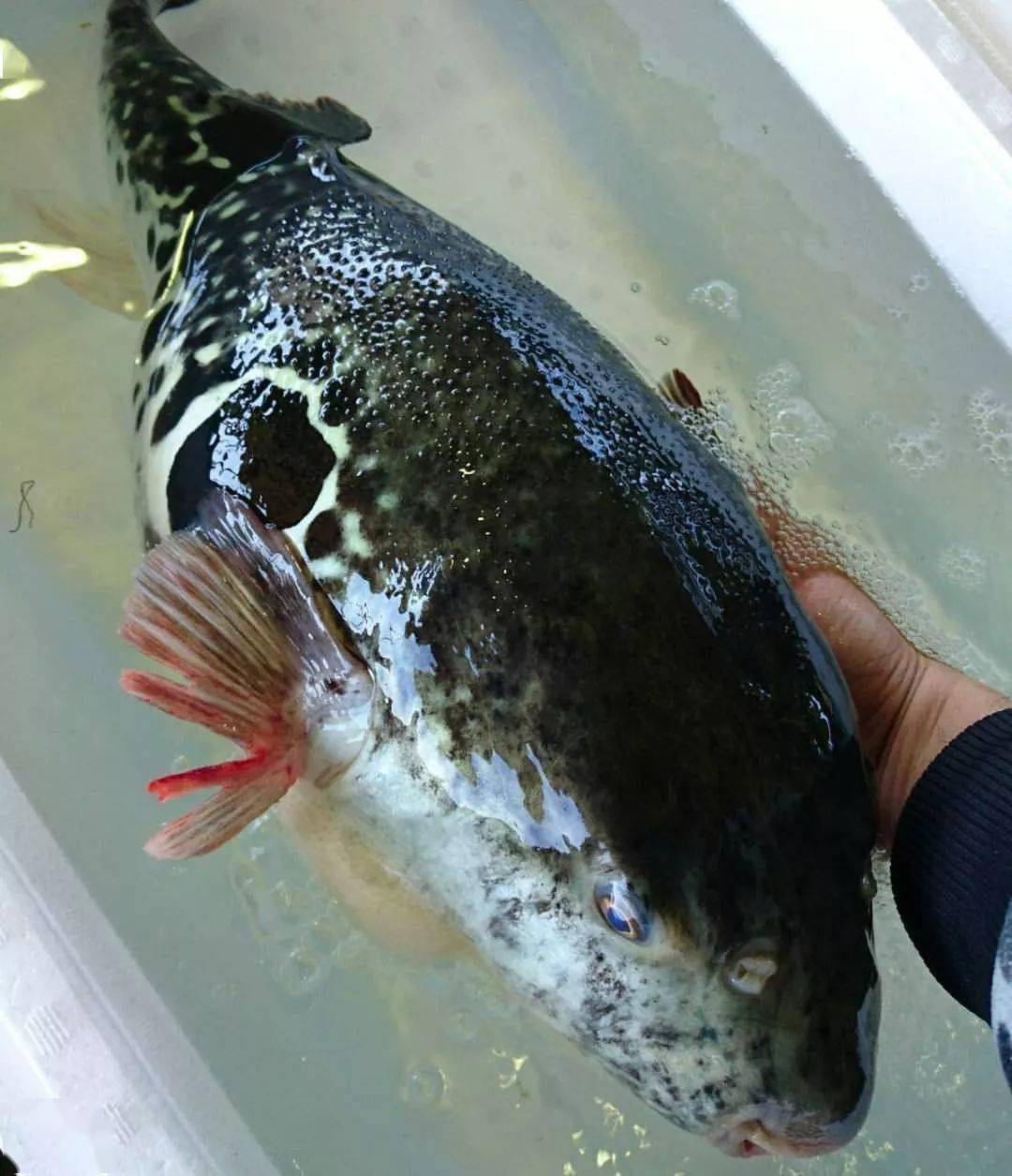 日料頂級魚類刺身大賞