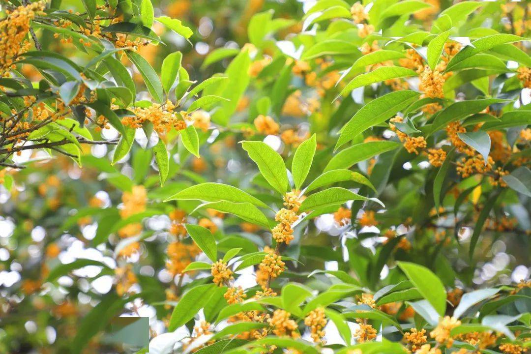 賞花 吟詩 醉在智慧新城的秋天_桂花