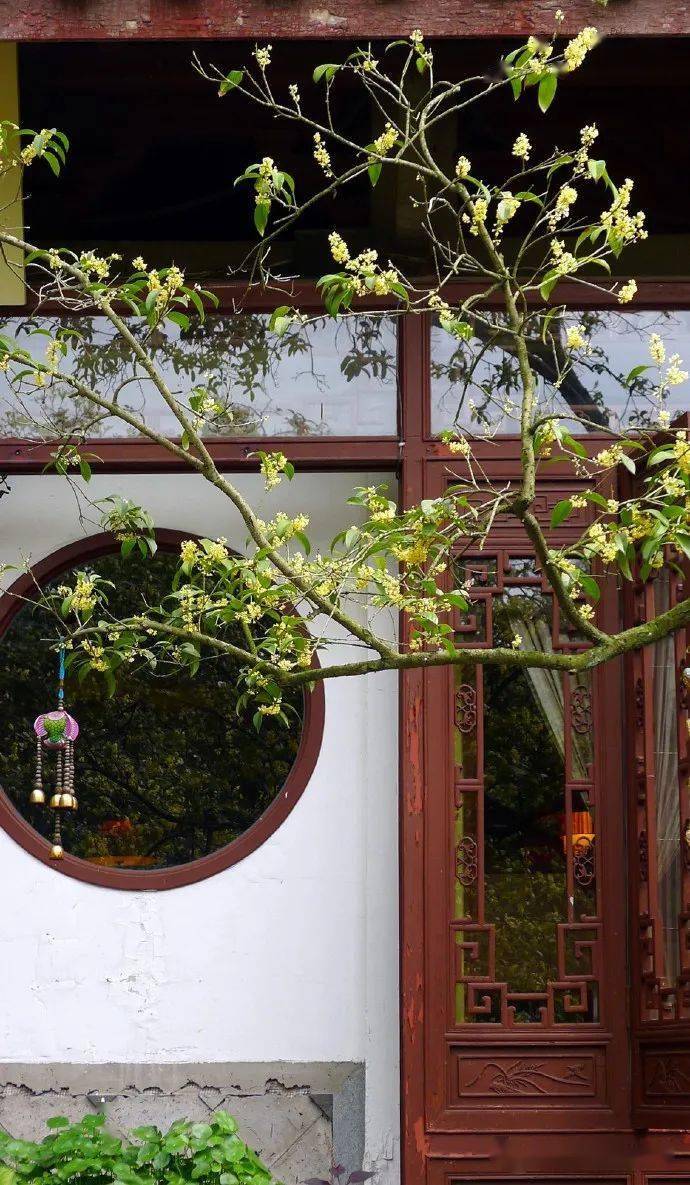 一年秋意浓,人间桂花落_庭院