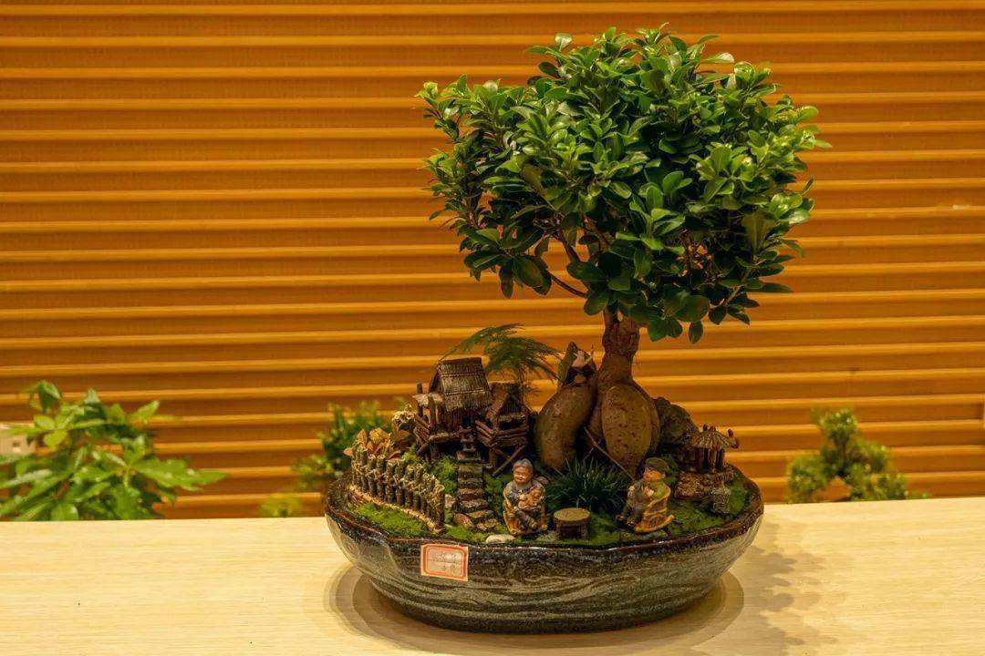 嘉泽镇举办首届微盆栽组合技能比赛