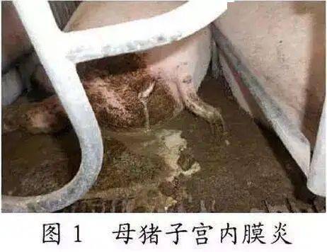 母猪产后排恶露的照片图片