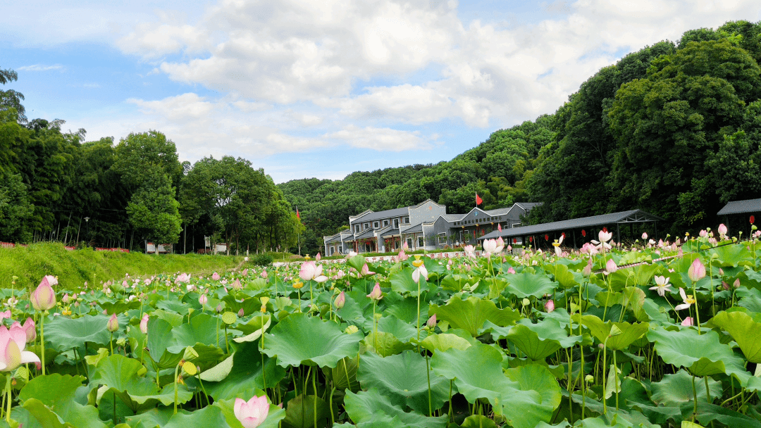 洪湖市老湾回族乡珂里村行车路线:洪湖市城区→芙蓉大道