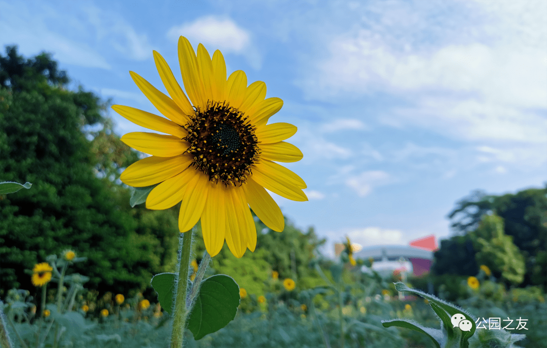 云开雾散终有时,这个十一,欢迎大家前来花田感受"无限阳光"的向阳精神