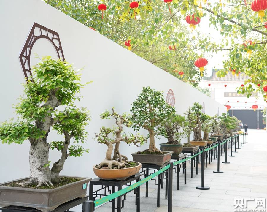 广州市黄埔区岭南盆景艺术展览会开幕