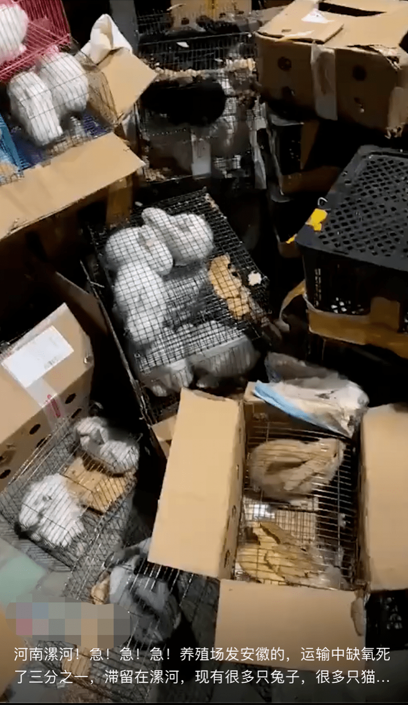 数千只活体宠物滞留物流园部分死亡现场发现韵达快递单