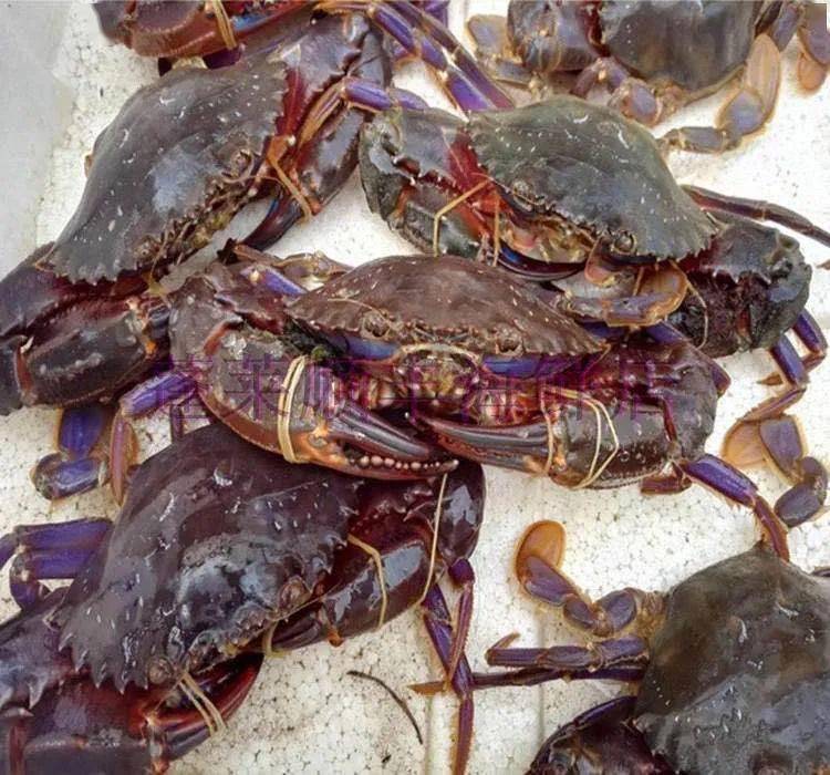 实拍炫富来烟台海鲜随便吃网友太爽爽爽爽爽了