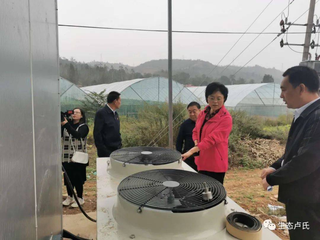 区县卢氏县县长张晓燕调研烟叶烤房电代煤和双替代等大气污染防治工作