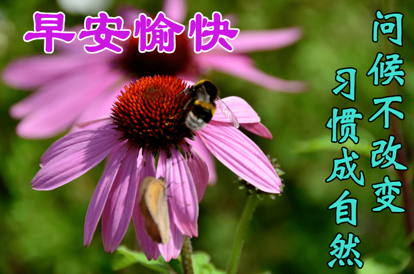 微信朋友圈特漂亮的早上好图片 早上好问候句子